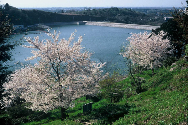 つくし湖の桜の紹介
