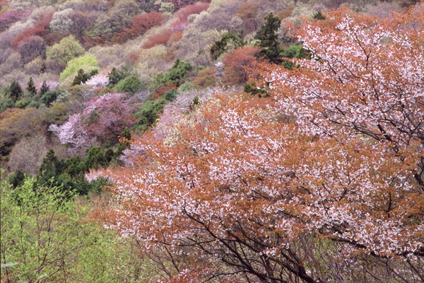 高峯の山桜の紹介