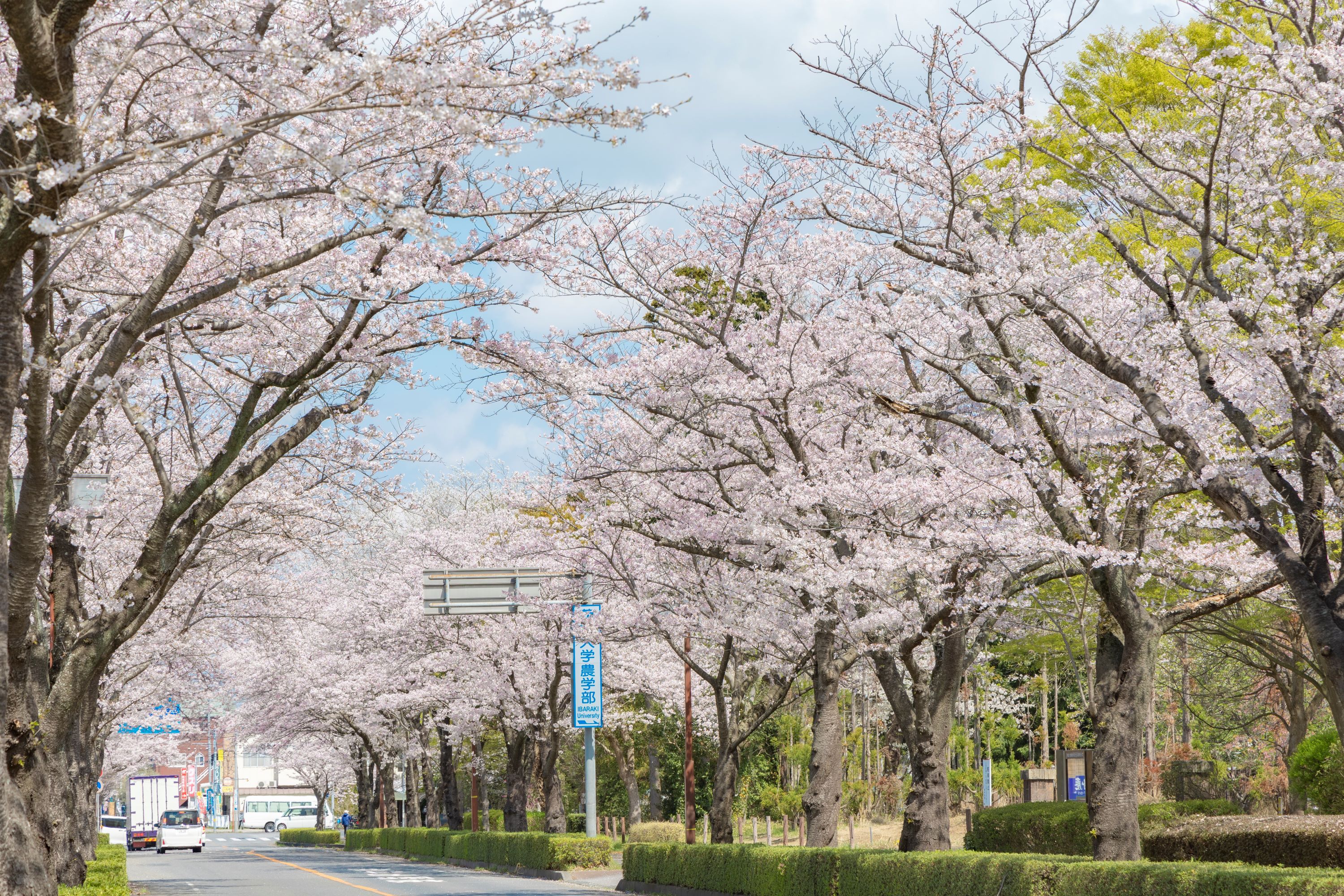 阿見町の木『桜』と老舗の味覚を満喫『花より団子コース』の紹介