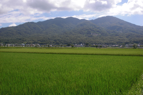 『田園(8)』の画像