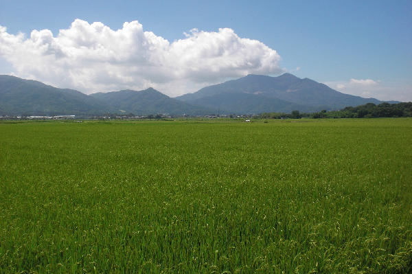 『田園(9)』の画像