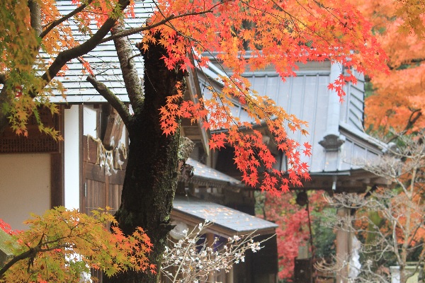 『五所駒瀧神社（秋）』の画像