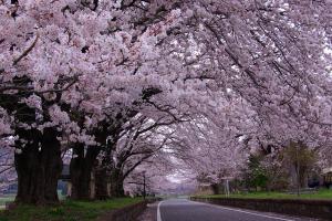 『雨引休憩所（春）』の画像