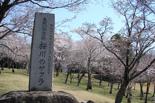 桜川のサクラの紹介